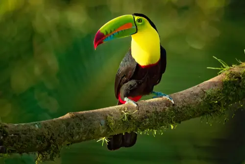 Toucan sighted on a Belize sailing adventure